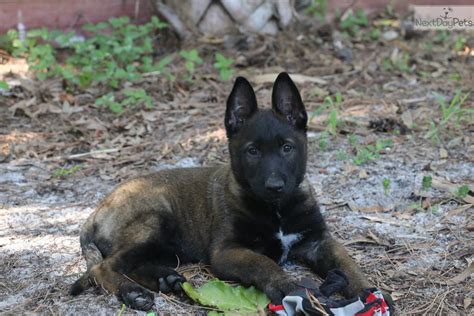 belgian malinois puppies florida